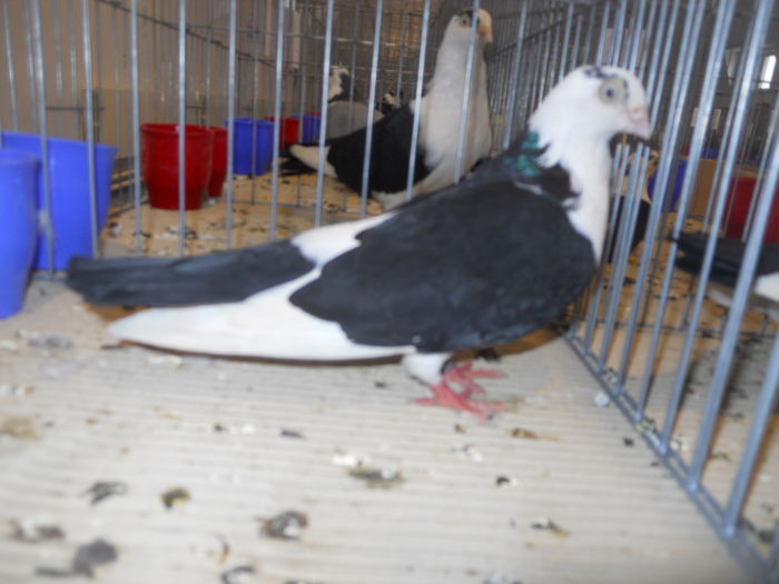 constanta2015 105 - 1533 Expo Constanta 2015