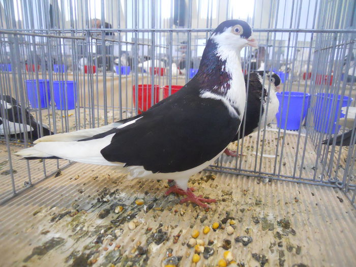 constanta2015 108 - 1533 Expo Constanta 2015