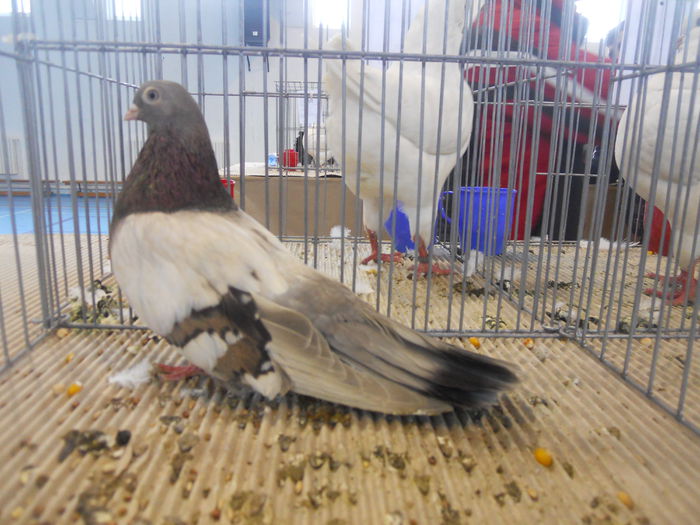 constanta2015 111 - 1533 Expo Constanta 2015