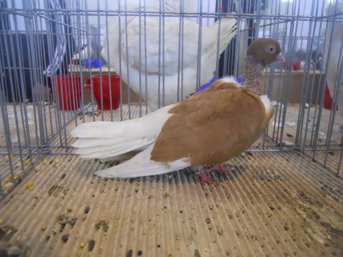 constanta2015 112 - 1533 Expo Constanta 2015