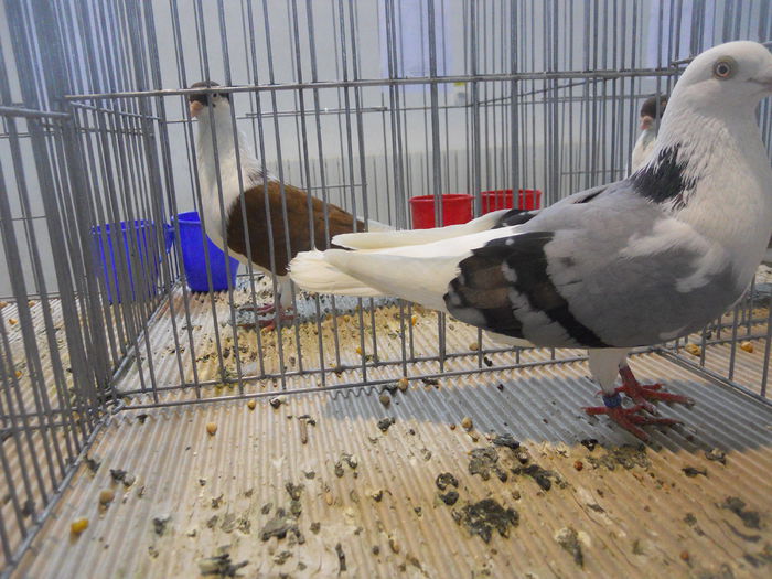 constanta2015 113 - 1533 Expo Constanta 2015