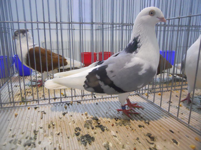 constanta2015 114 - 1533 Expo Constanta 2015