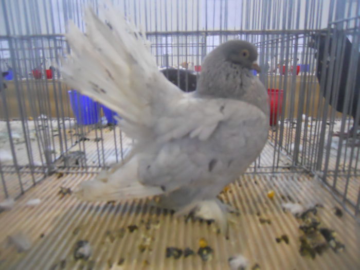 constanta2015 115 - 1533 Expo Constanta 2015