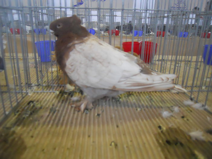 constanta2015 132 - 1533 Expo Constanta 2015