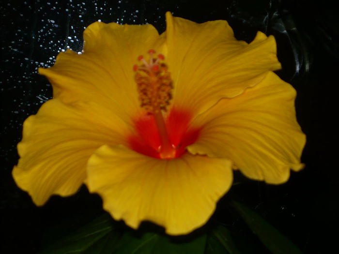 002 - Hibiscus 2015