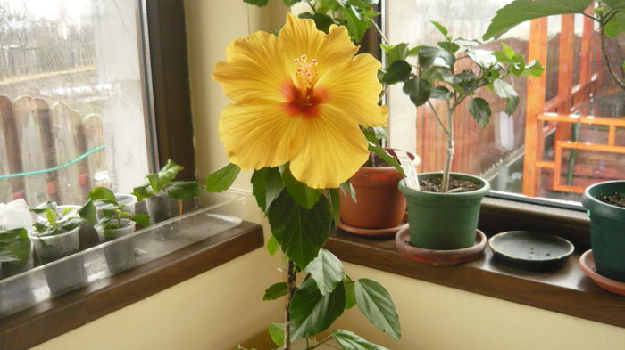 009 - Hibiscus 2015