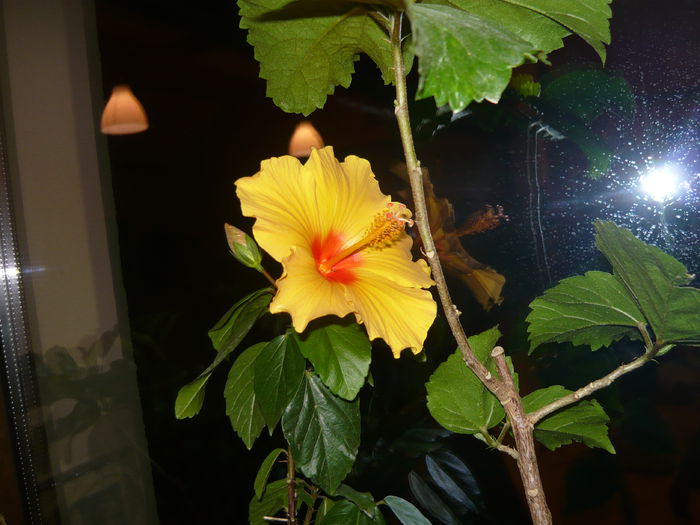 033 - Hibiscus 2015
