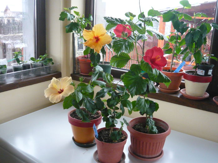 037 - Hibiscus 2015