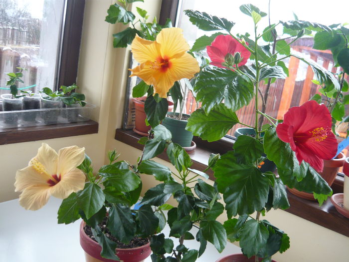 039 - Hibiscus 2015