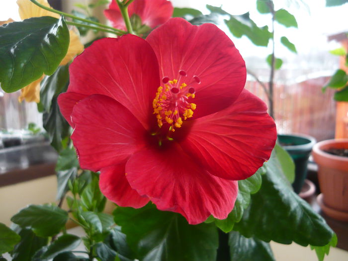 040 - Hibiscus 2015