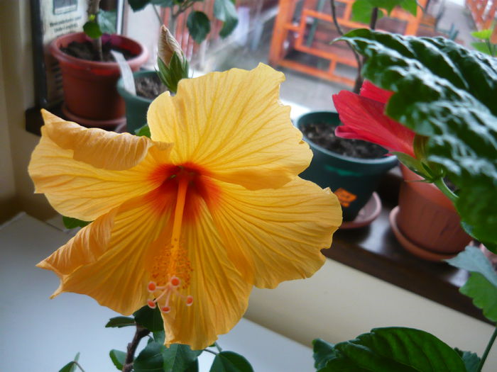 043 - Hibiscus 2015