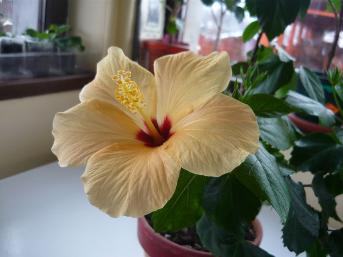 041 - Hibiscus 2015
