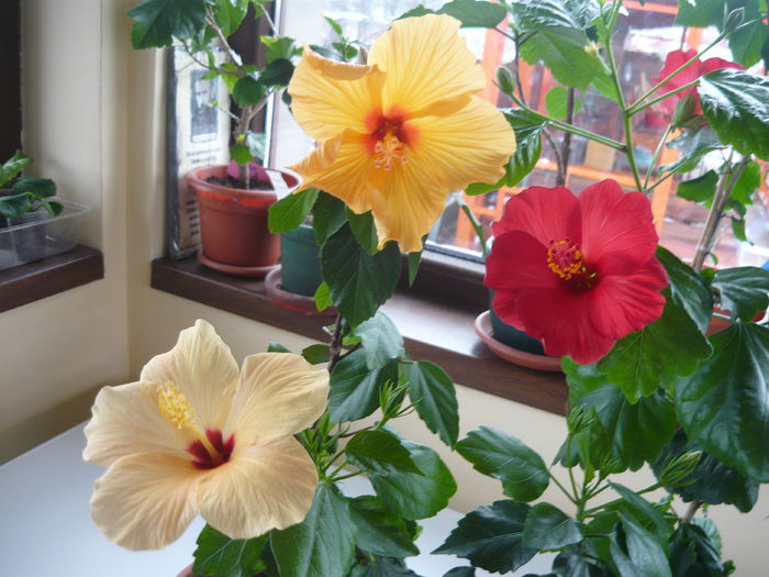 045 - Hibiscus 2015