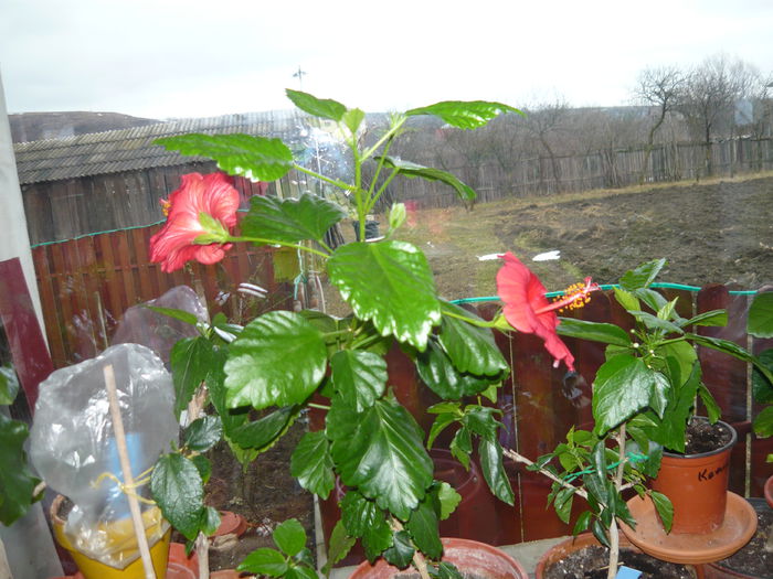 046 - Hibiscus 2015