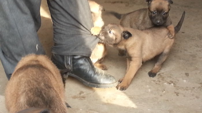 20150119_102919 - De vanzare catei Ciobanesc Belgian Malinois