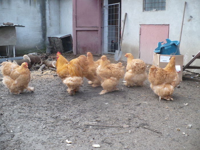 P1180310 - 2015 COCHINCHINA GALBEN URIAS