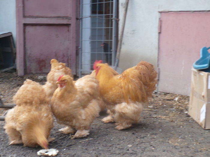 P1180318 - 2015 COCHINCHINA GALBEN URIAS