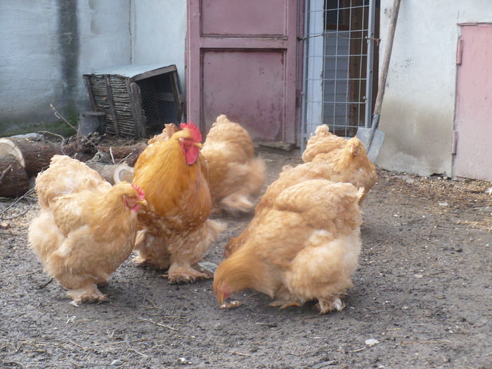 P1180327 - 2015 COCHINCHINA GALBEN URIAS