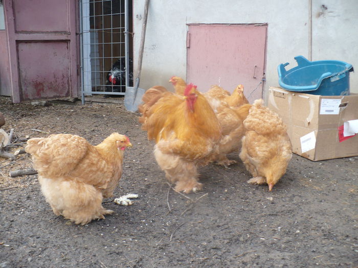 P1180339 - 2015 COCHINCHINA GALBEN URIAS