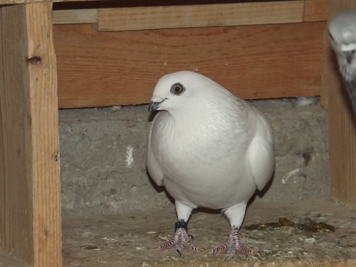 DSCF6971