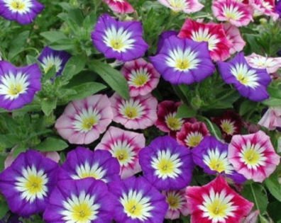 Convolvulus tricolor..