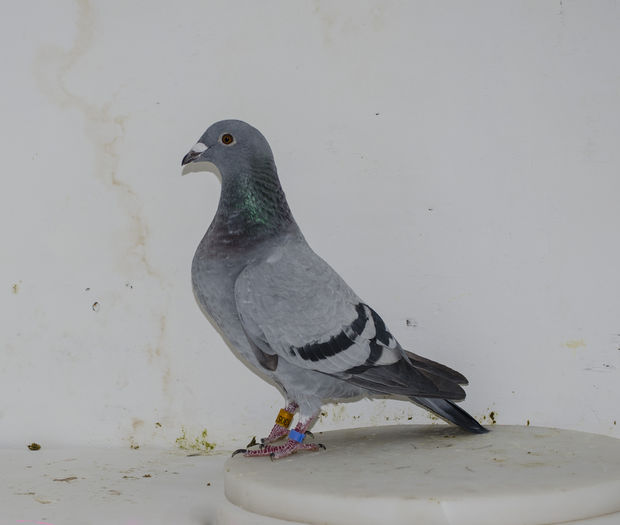 13057-2014; LOC-31-70-183-224-74-297-229
