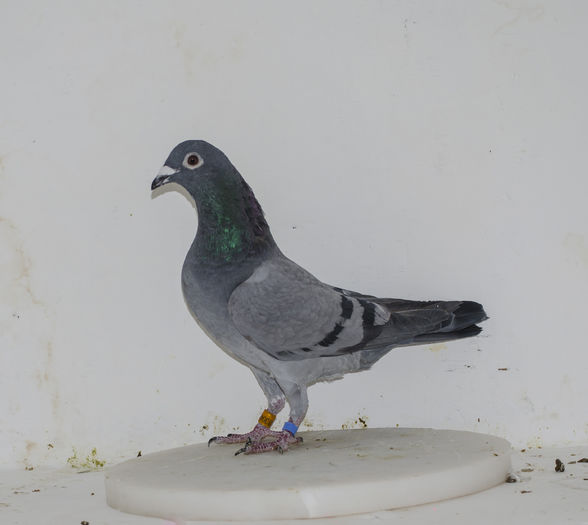 13040-2014; LOC-34-56-193-155-84-227-533-278-118
