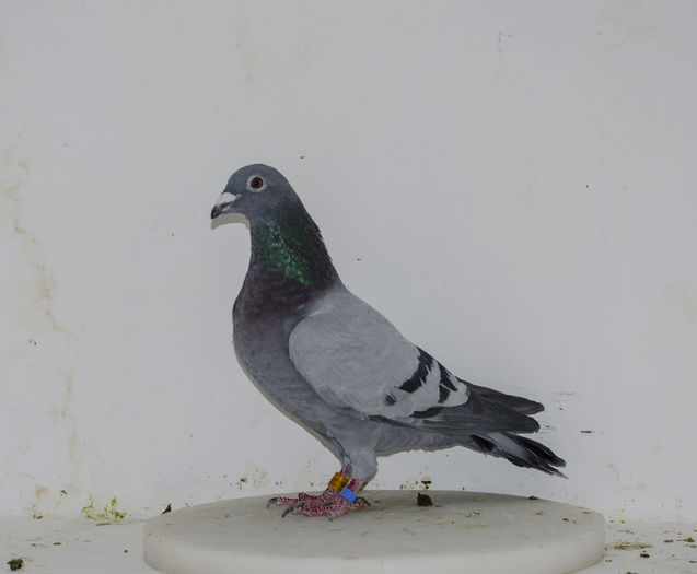 13108-2014; LOC -6-28-80-76-268-354-178
