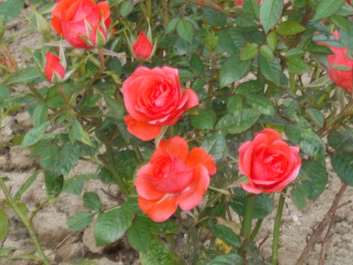 DSCN0735 - trandafiri 2015