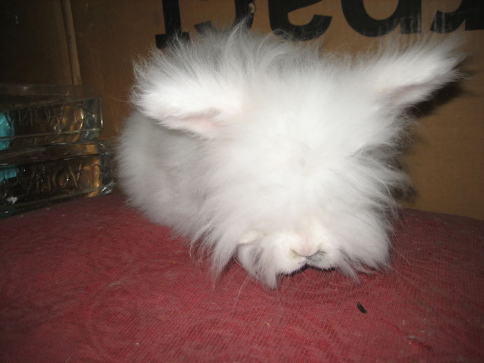 Angora Englez