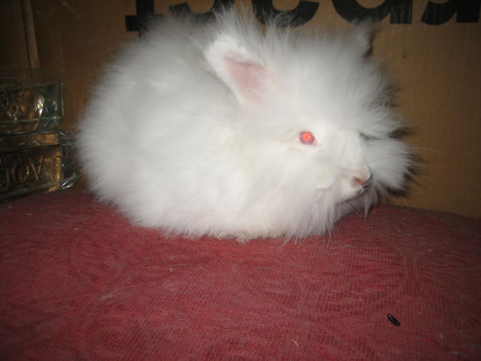 Angora Englez