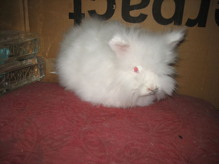 Angora Englez