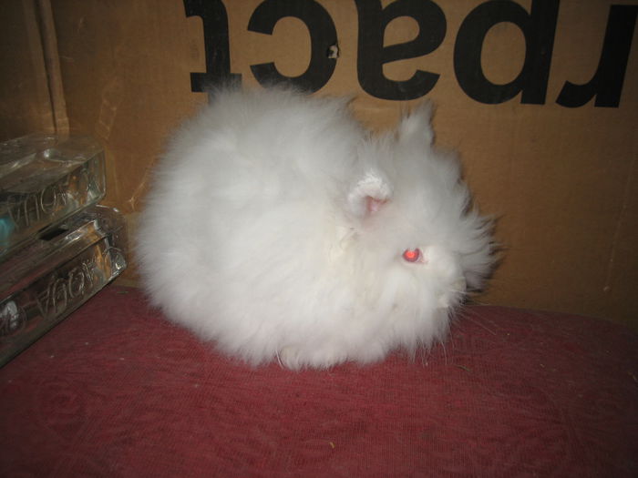 Angora Englez