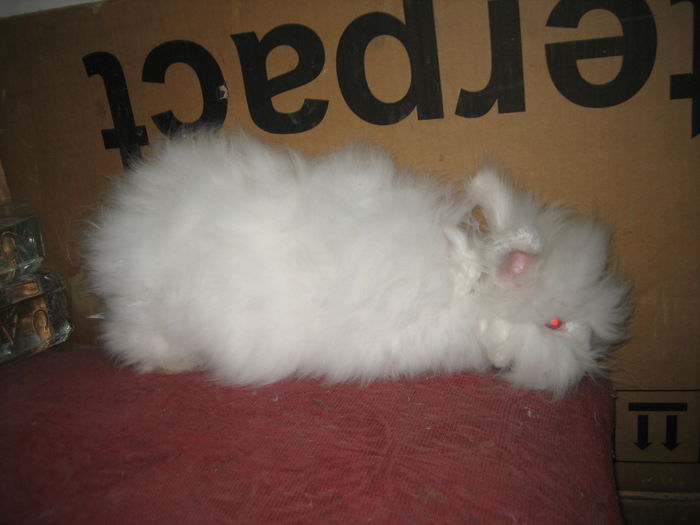 Angora Englez