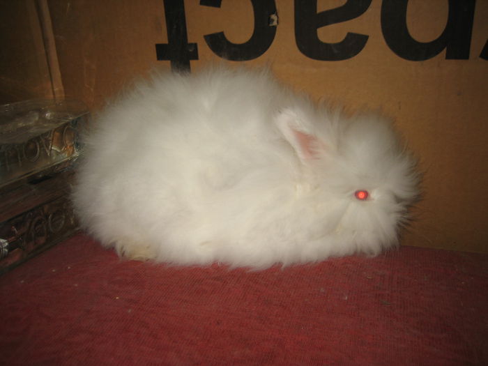 Angora Englez