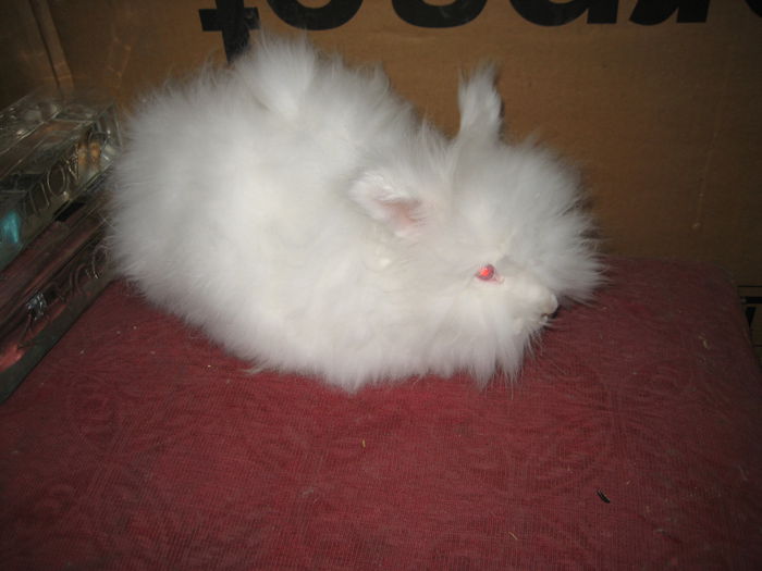 Angora Englez - 13-Femela 13 - Doe 13