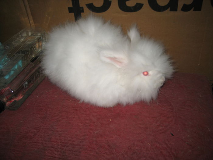 Angora Englez