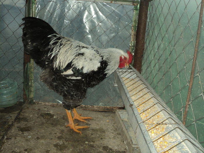 DSC04513 - 8 - d   PLYMOUTH ROCK HERMINAT INCHIS