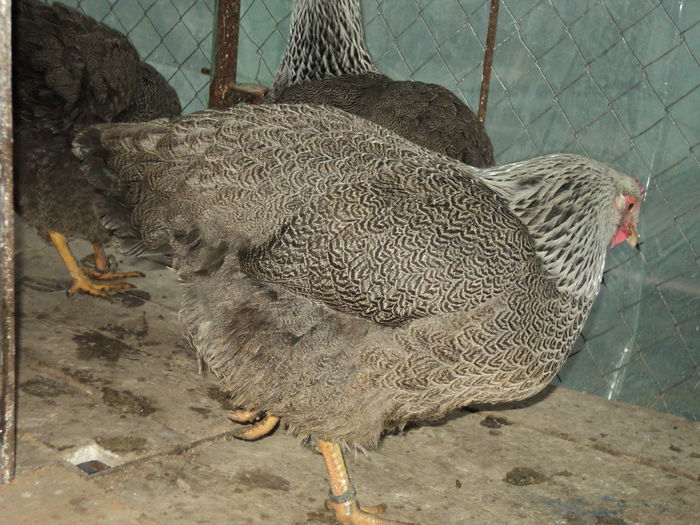 DSC04515 - 8 - d   PLYMOUTH ROCK HERMINAT INCHIS