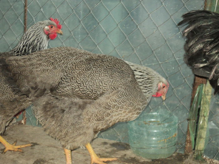 DSC04517 - 8 - d   PLYMOUTH ROCK HERMINAT INCHIS