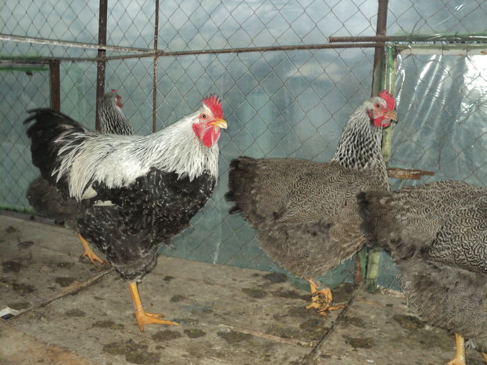 DSC04524 - 8 - d   PLYMOUTH ROCK HERMINAT INCHIS