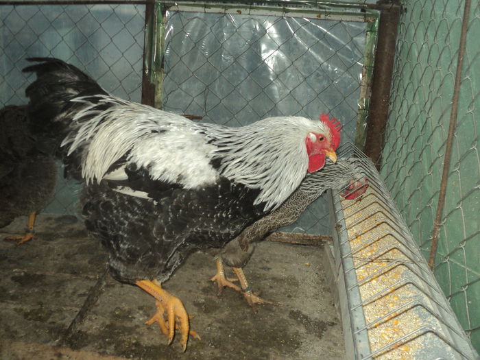 DSC04525 - 8 - d   PLYMOUTH ROCK HERMINAT INCHIS