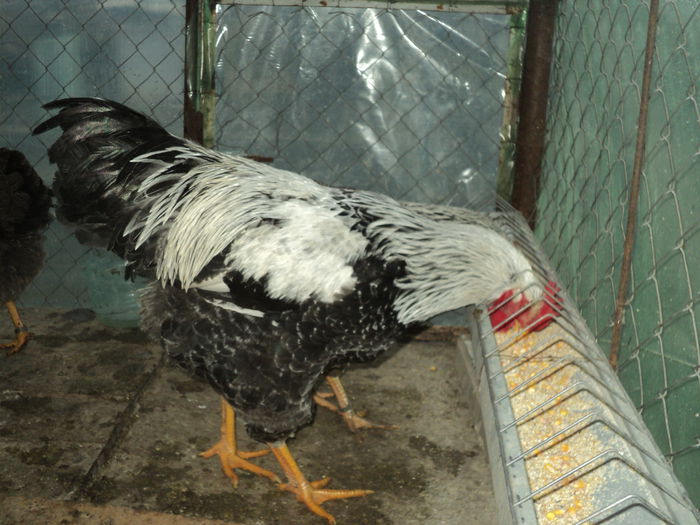 DSC04526 - 8 - d   PLYMOUTH ROCK HERMINAT INCHIS