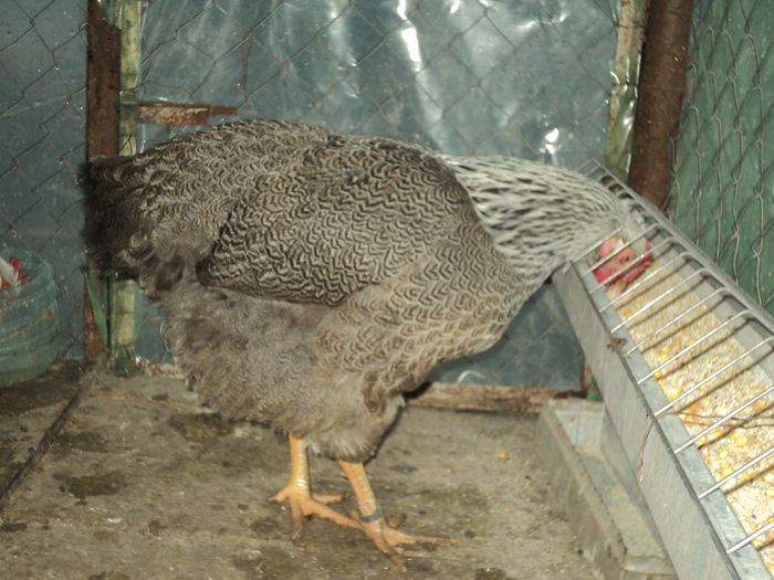 DSC04529 - 8 - d   PLYMOUTH ROCK HERMINAT INCHIS