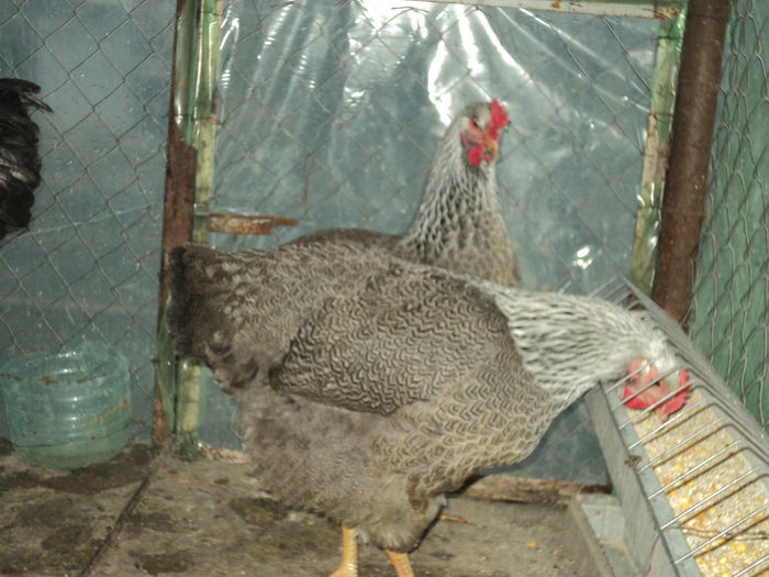 DSC04532 - 8 - d   PLYMOUTH ROCK HERMINAT INCHIS