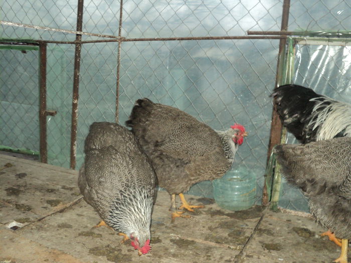 DSC04537 - 8 - d   PLYMOUTH ROCK HERMINAT INCHIS