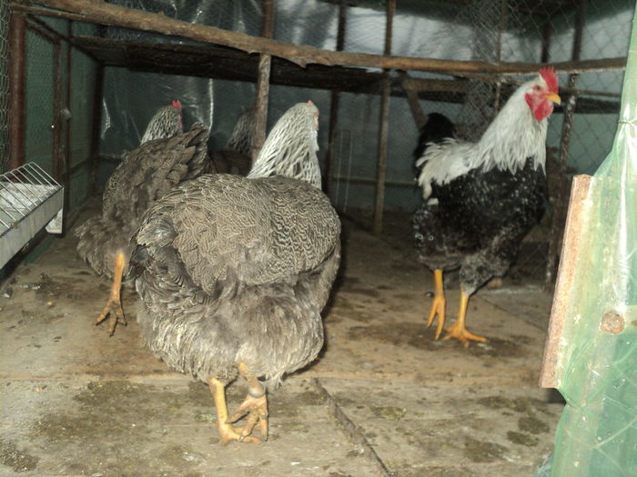 DSC04542 - 8 - d   PLYMOUTH ROCK HERMINAT INCHIS