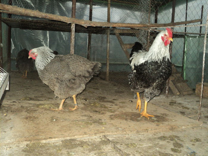 DSC04543 - 8 - d   PLYMOUTH ROCK HERMINAT INCHIS