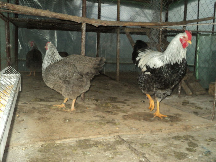 DSC04544 - 8 - d   PLYMOUTH ROCK HERMINAT INCHIS