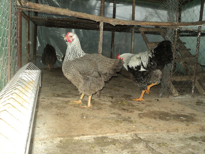 DSC04545 - 8 - d   PLYMOUTH ROCK HERMINAT INCHIS